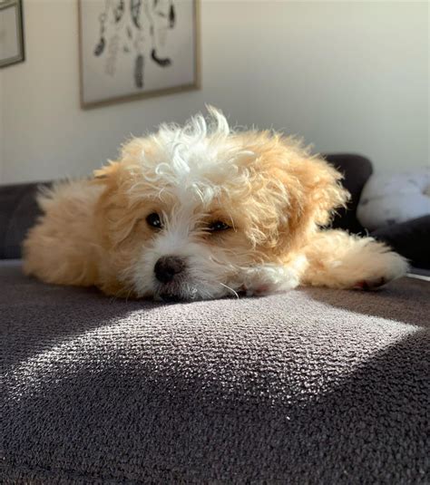 Maltipoo puppies for sale in georgia under $500 - For Sale "puppies" in Atlanta, GA. see also. Toy Maltipoo (Maltese/Poodle) Puppies/Pups! Male Pup! Last Puppy Left! $1,200. ... 2018 Honda Rebel 500.